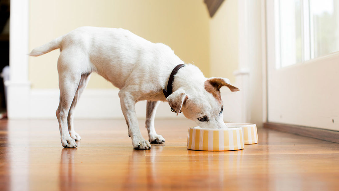 La importancia de lavar el plato de comida y agua de tu mascota La importancia de lavar el plato de comida y agua de tu mascota